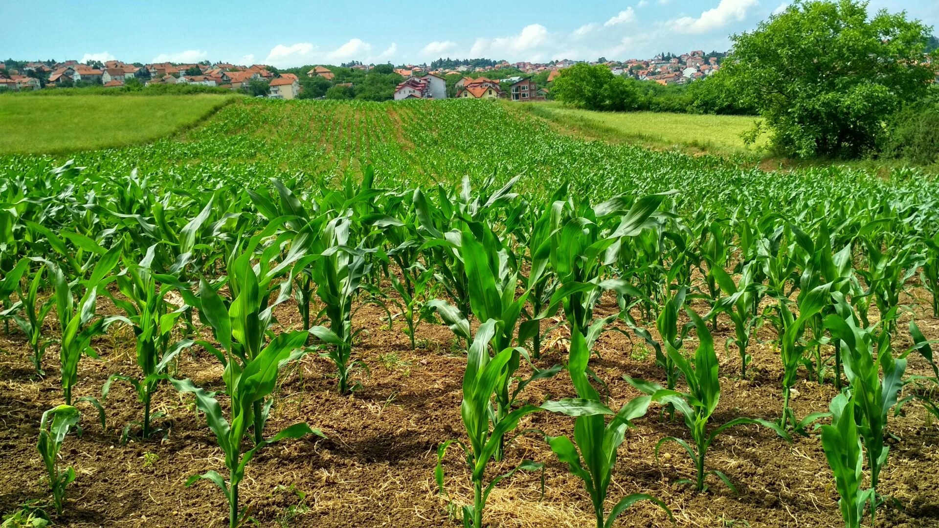 A field of green corn is shown in the foreground.